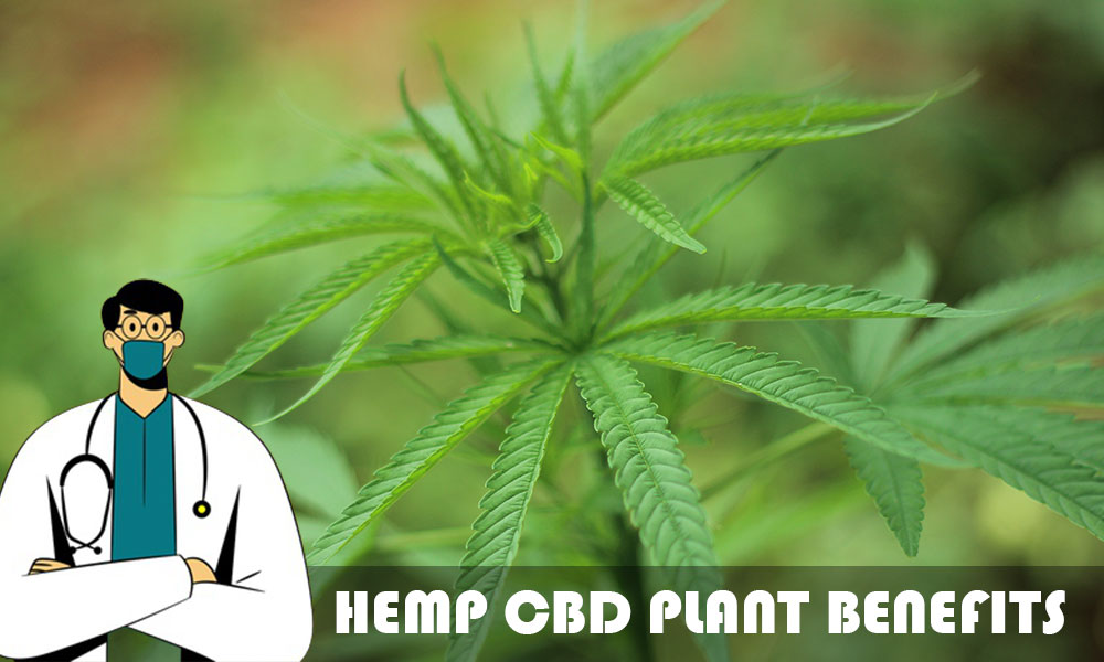 Different Uses of Different Parts of Hemp