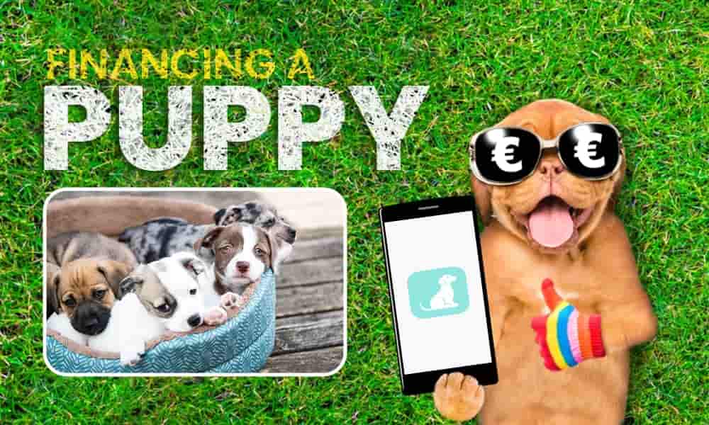 Financing a Puppy-min