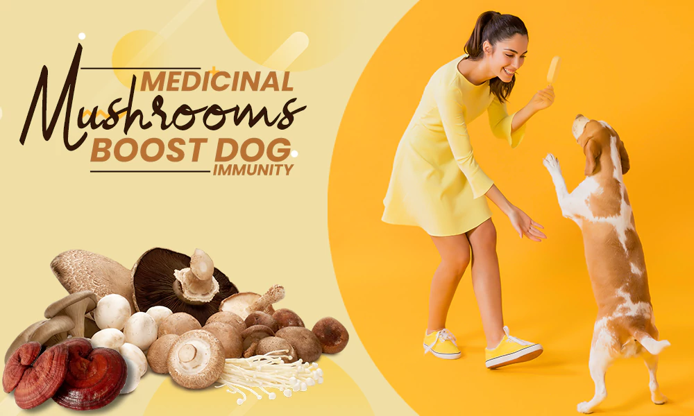 medicinal mushrooms boost dog immunity